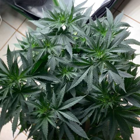 TROPICANA CHERRY/DONA FLORINDA growlog timeline photo