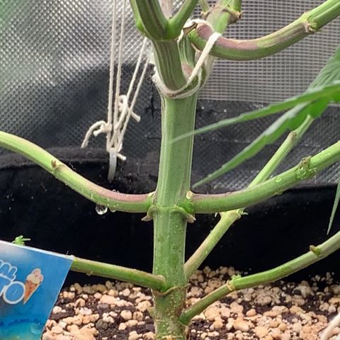 ORIGINAL GELATO/DONA FLORINDA growlog photo: Galho quebrado no caule 