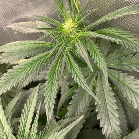 NITRO HAZE/BSF growlog timeline photo