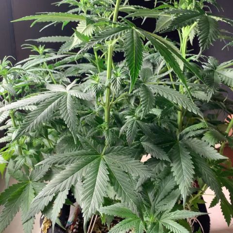 NITRO HAZE/BSF growlog timeline photo