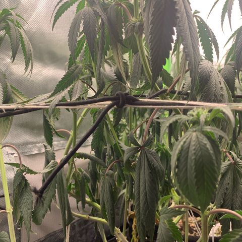 ORIGINAL GELATO/DONA FLORINDA growlog timeline photo