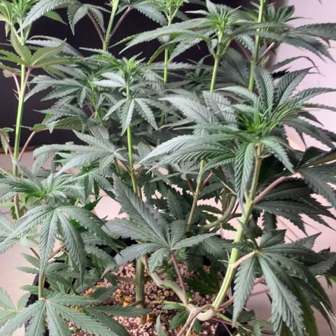 ORIGINAL GELATO/DONA FLORINDA growlog timeline photo