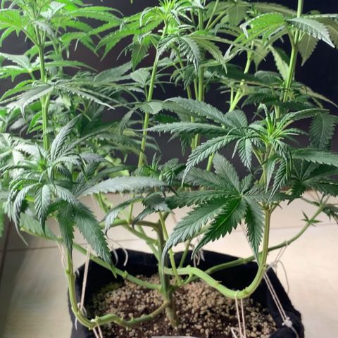 NITRO HAZE/BSF growlog timeline photo