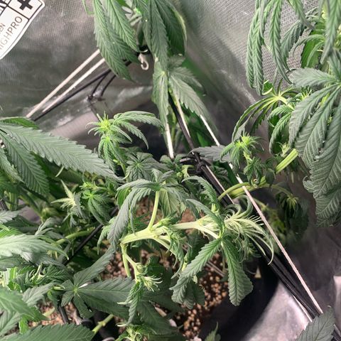 NITRO HAZE/BSF growlog timeline photo