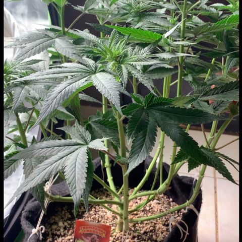 TROPICANA CHERRY/DONA FLORINDA growlog timeline photo