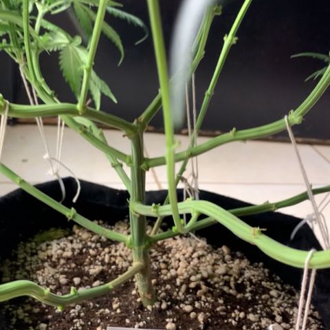 NITRO HAZE/BSF growlog timeline photo