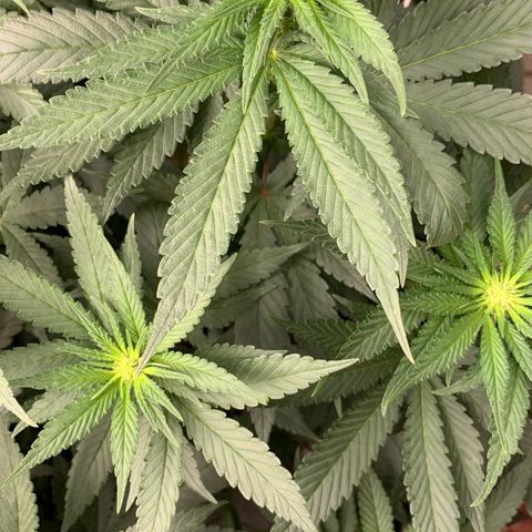 TROPICANA CHERRY/DONA FLORINDA growlog timeline photo