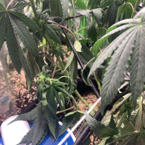 TROPICANA CHERRY/DONA FLORINDA growlog timeline photo