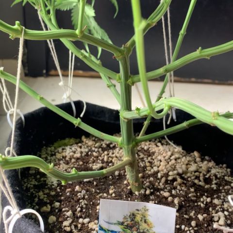NITRO HAZE/BSF growlog timeline photo