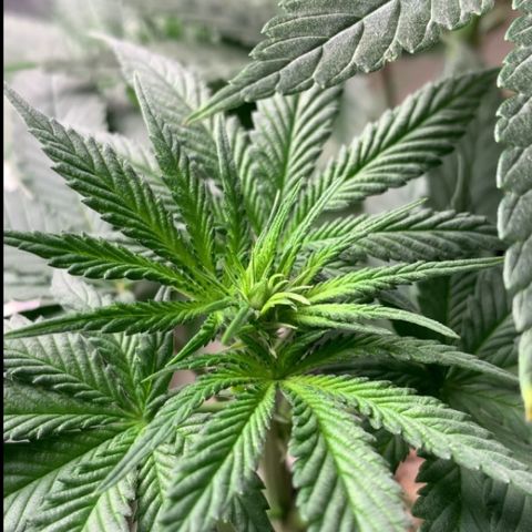 TROPICANA CHERRY/DONA FLORINDA growlog timeline photo