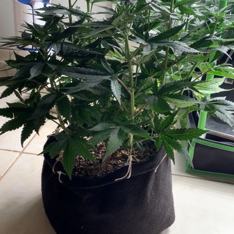 TROPICANA CHERRY/DONA FLORINDA growlog timeline photo