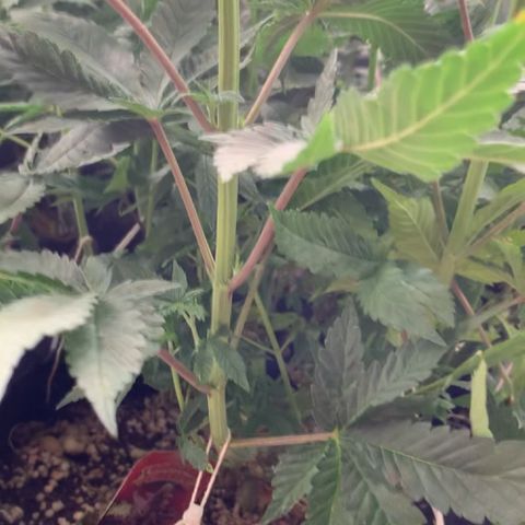 TROPICANA CHERRY/DONA FLORINDA growlog timeline photo