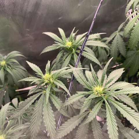 ORIGINAL GELATO/DONA FLORINDA growlog timeline photo