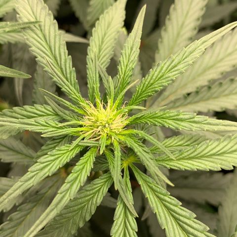 ORIGINAL GELATO/DONA FLORINDA growlog timeline photo