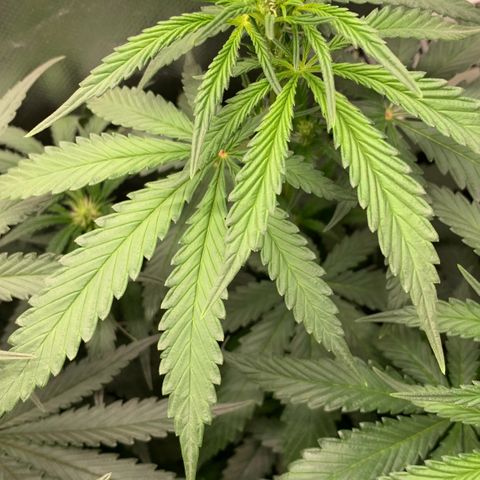 NITRO HAZE/BSF growlog timeline photo