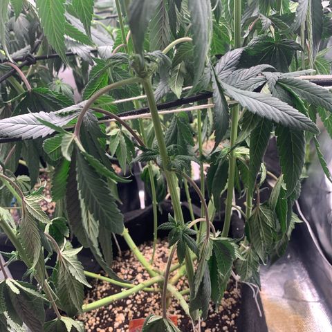 TROPICANA CHERRY/DONA FLORINDA growlog timeline photo