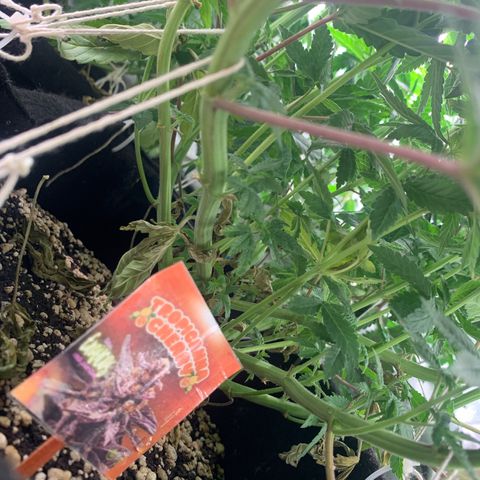 TROPICANA CHERRY/DONA FLORINDA growlog timeline photo