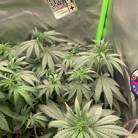ORIGINAL GELATO/DONA FLORINDA growlog timeline photo