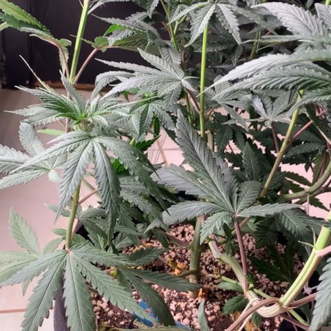 ORIGINAL GELATO/DONA FLORINDA growlog timeline photo