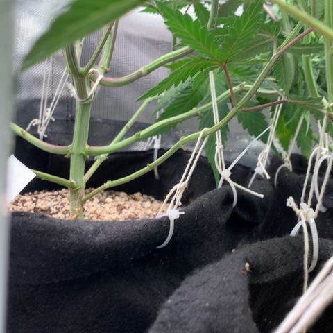ORIGINAL GELATO/DONA FLORINDA growlog timeline photo