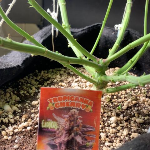 TROPICANA CHERRY/DONA FLORINDA growlog timeline photo