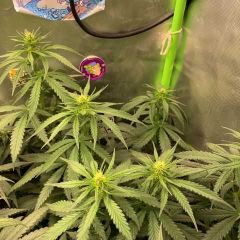 NITRO HAZE/BSF growlog timeline photo