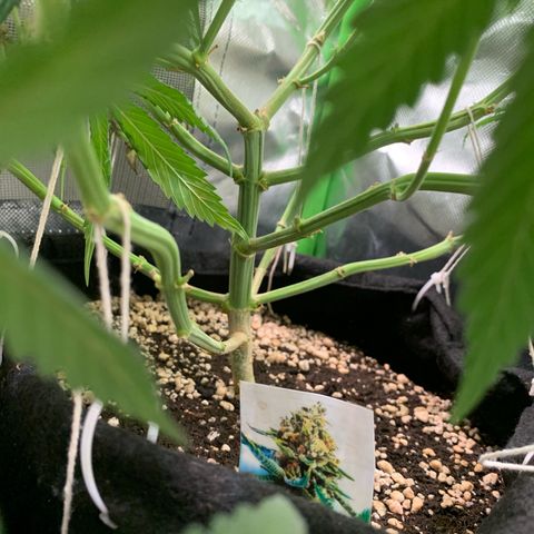 NITRO HAZE/BSF growlog timeline photo