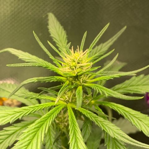 NITRO HAZE/BSF growlog timeline photo
