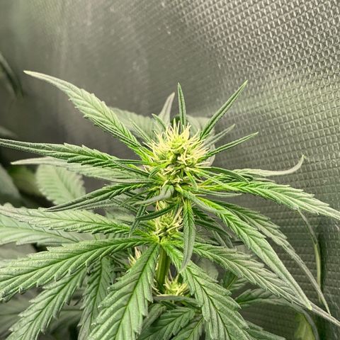 NITRO HAZE/BSF growlog timeline photo