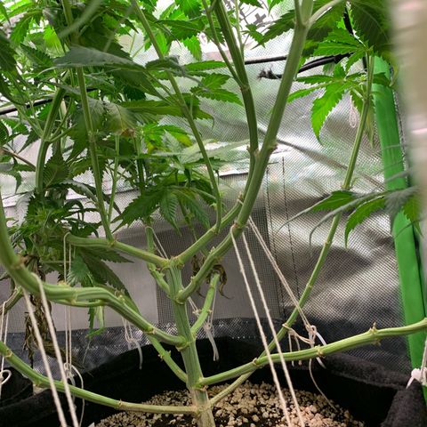 NITRO HAZE/BSF growlog timeline photo
