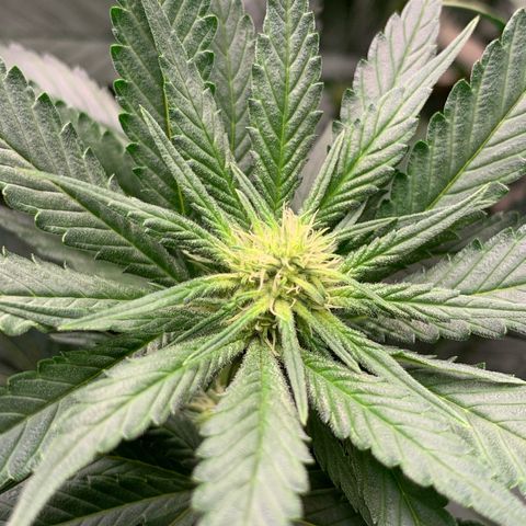 TROPICANA CHERRY/DONA FLORINDA growlog timeline photo