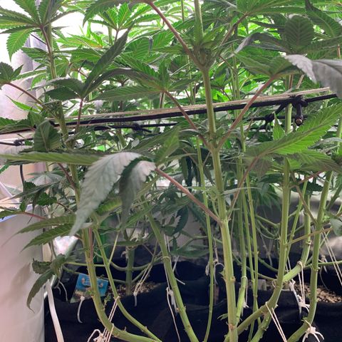 TROPICANA CHERRY/DONA FLORINDA growlog timeline photo