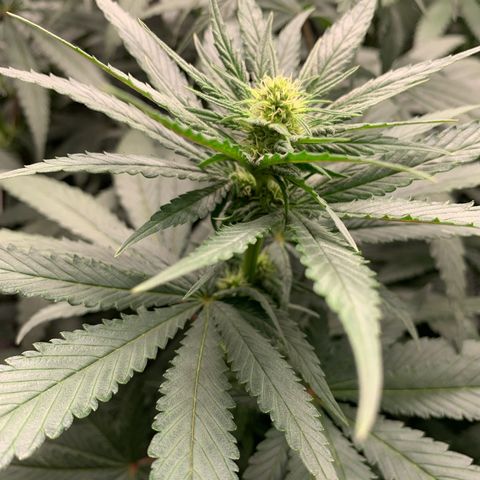 TROPICANA CHERRY/DONA FLORINDA growlog timeline photo