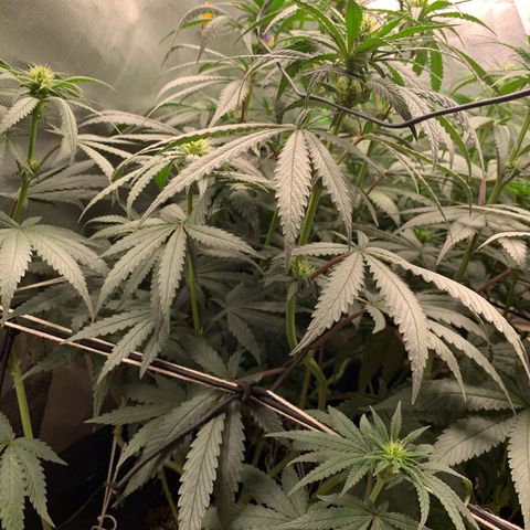 ORIGINAL GELATO/DONA FLORINDA growlog timeline photo