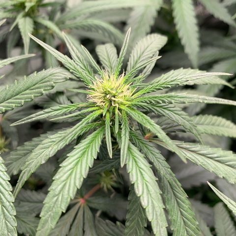 ORIGINAL GELATO/DONA FLORINDA growlog timeline photo