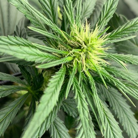 ORIGINAL GELATO/DONA FLORINDA growlog timeline photo