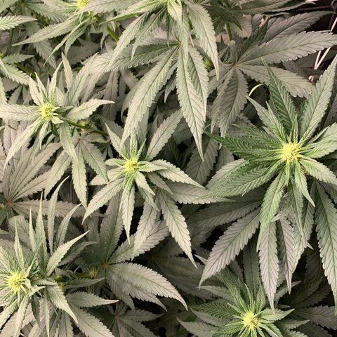 TROPICANA CHERRY/DONA FLORINDA growlog timeline photo