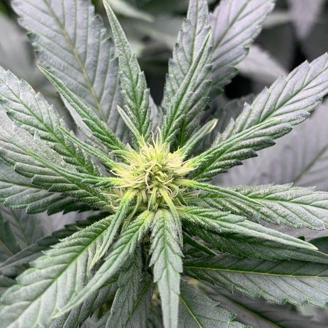 TROPICANA CHERRY/DONA FLORINDA growlog timeline photo