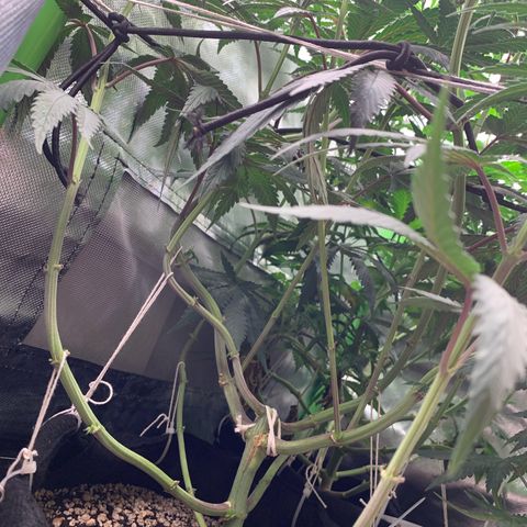 ORIGINAL GELATO/DONA FLORINDA growlog timeline photo