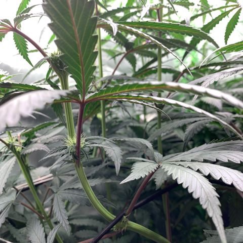 ORIGINAL GELATO/DONA FLORINDA growlog timeline photo