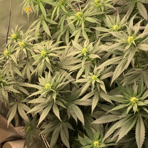 ORIGINAL GELATO/DONA FLORINDA growlog timeline photo