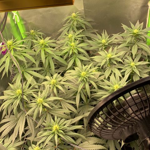 ORIGINAL GELATO/DONA FLORINDA growlog timeline photo
