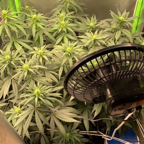 ORIGINAL GELATO/DONA FLORINDA growlog timeline photo