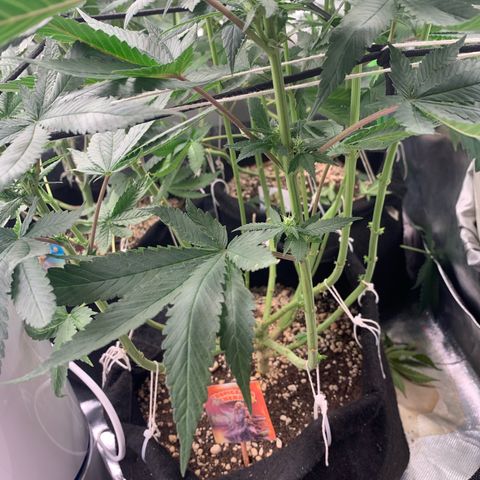 TROPICANA CHERRY/DONA FLORINDA growlog timeline photo