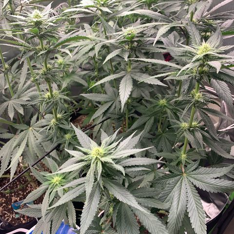 TROPICANA CHERRY/DONA FLORINDA growlog timeline photo