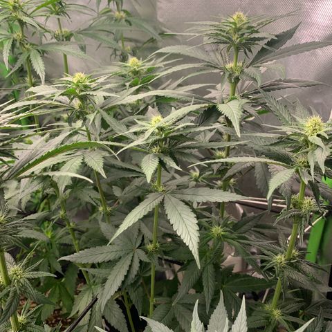 TROPICANA CHERRY/DONA FLORINDA growlog timeline photo