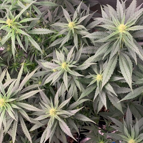 TROPICANA CHERRY/DONA FLORINDA growlog timeline photo