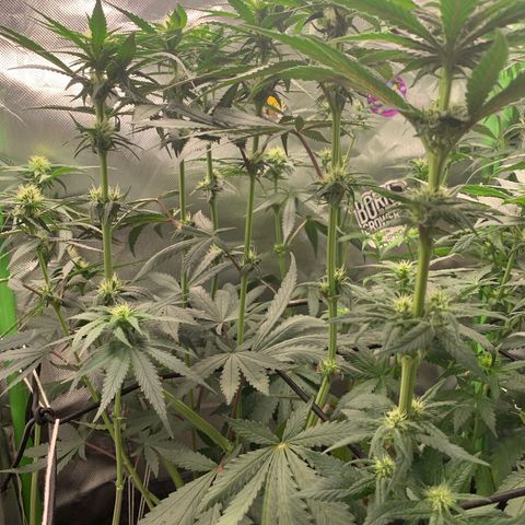 ORIGINAL GELATO/DONA FLORINDA growlog timeline photo