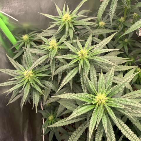 ORIGINAL GELATO/DONA FLORINDA growlog timeline photo