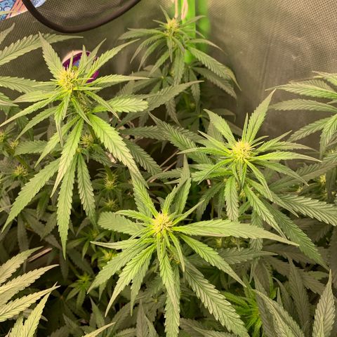 NITRO HAZE/BSF growlog timeline photo